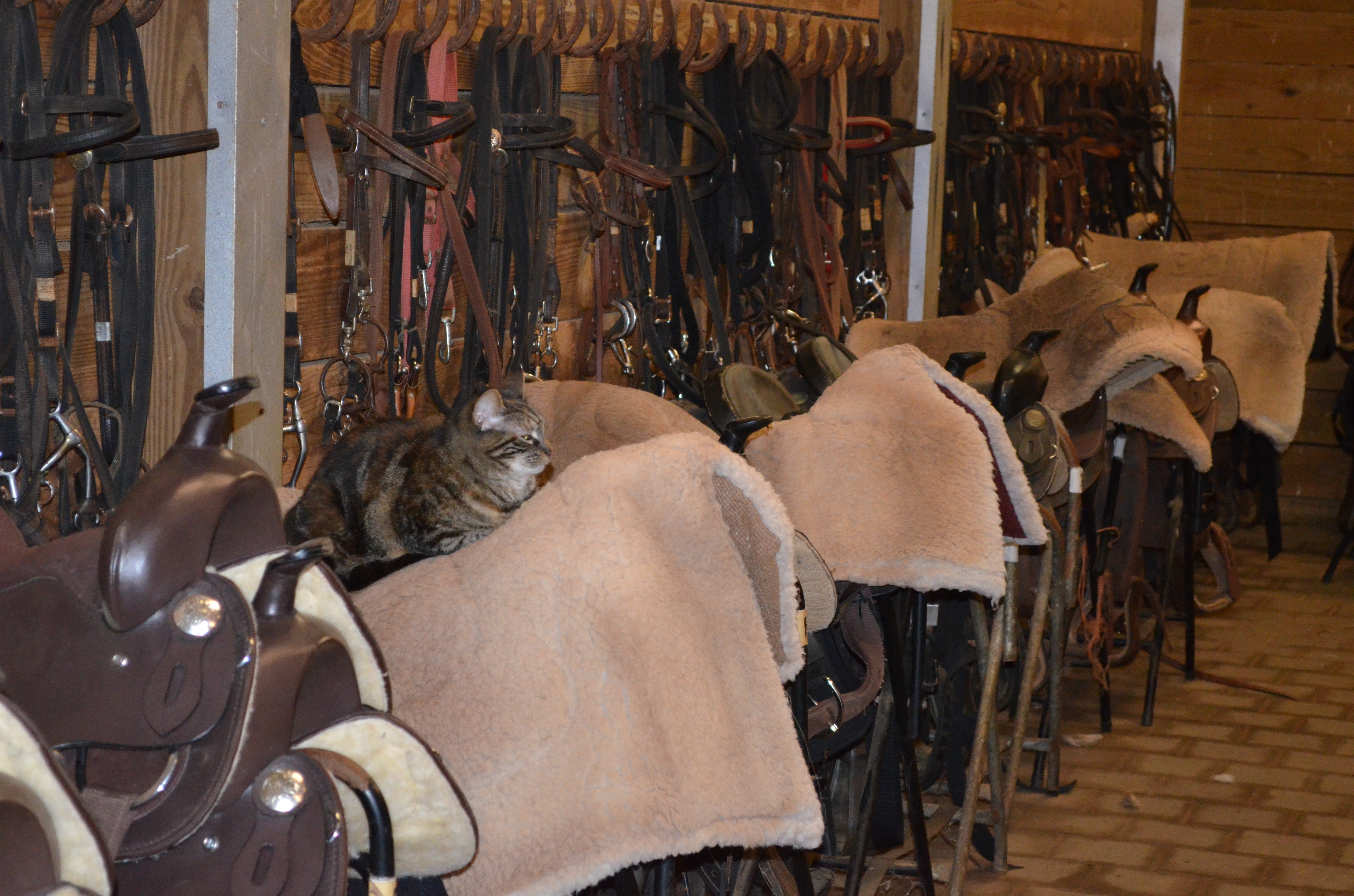 ./2013/Southern Cross Ranch/DSC_2249.JPG